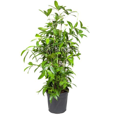 Комнатные цветы и растения : Драцена Суркулоза (сирцулоза) - Dracaena ...