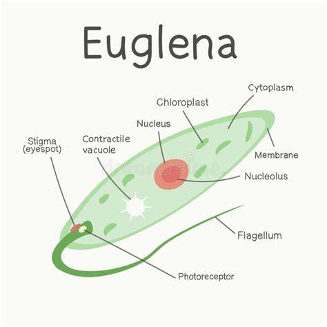 Labeled Diagram Of A Euglena 9 Labelled Diagram Of Euglena