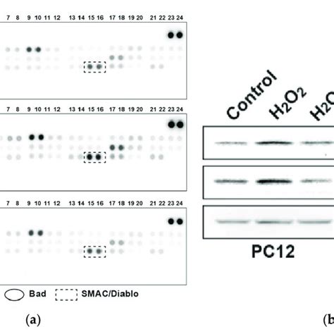 Fa Inhibits H2o2 Induced Apoptosis Related Proteins In Pc12 Cells A