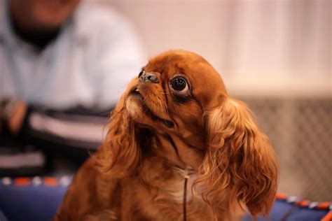 English Toy Spaniel Dog Breed Information And Characteristics