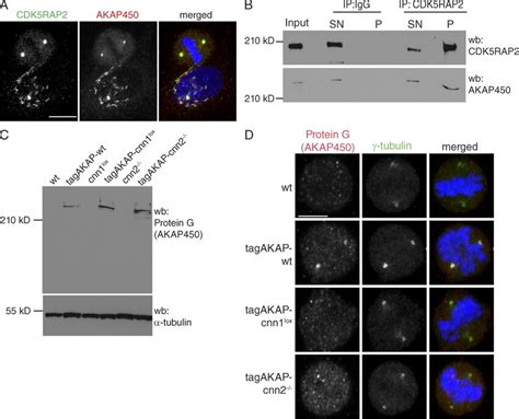 Cdk5rap2 Interacts With And Targets Akap450 To The Centrosome A