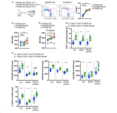 Ptpn R W Negatively Regulates T Cell Proliferation In Response To