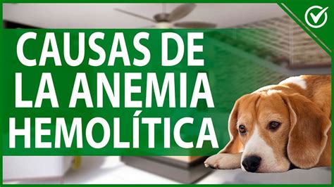 Anemia Hemolítica en Perros Causas Tipos Tratamiento y