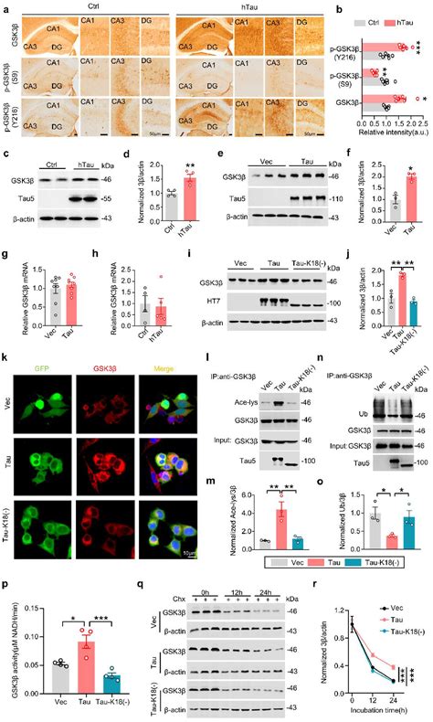 Human Tau Accumulation Promotes Glycogen Synthase Kinase 3β Acetylation