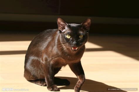 黑猫摄影图家禽家畜生物世界摄影图库昵图网