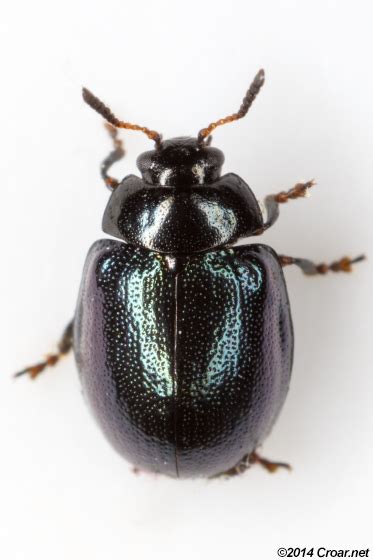 Plagiodera Versicolora Bugguidenet