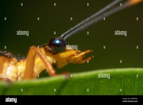 Super Close Shot Of An Orange Crane Fly Tipula Hanging On A Green Leaf