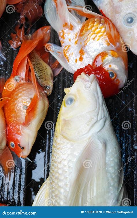 Dead Koi Fish Diseases Infected Stock Photo Image Of Beautiful Carp