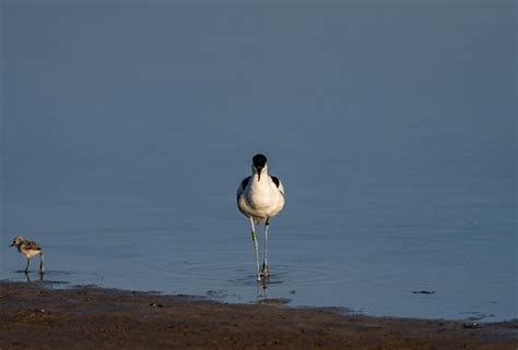 Premium Photo | Aquatic birds in natural environment