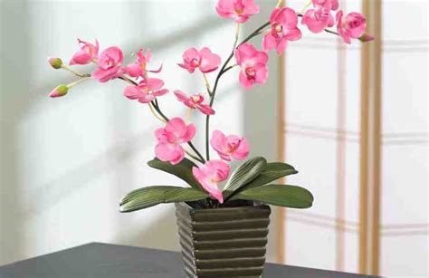 Orchidea Come Trovare Un Posto Giusto In Casa Per Farla Vivere A Lungo