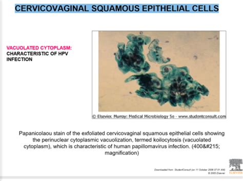 Virology 5 Flashcards Quizlet