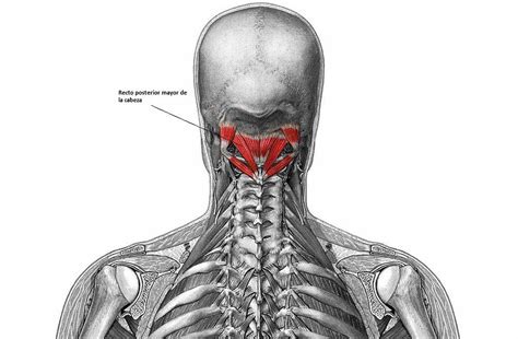 M Sculos Profundos Intr Nsecos Del Dorso Espalda