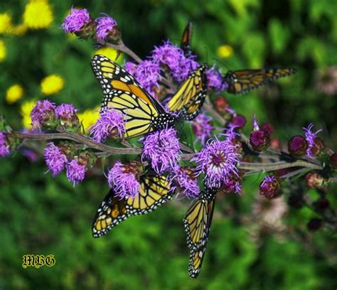 Monarch Butterfly Garden (monarchgarden) - Profile | Pinterest