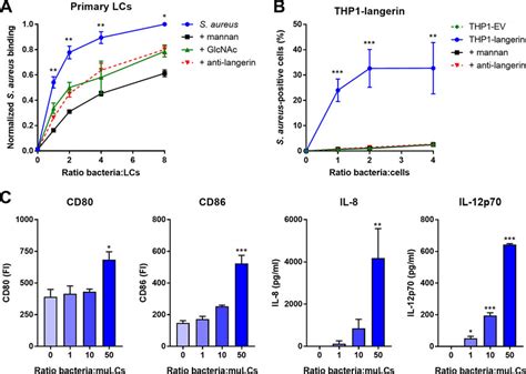 Langerin Is A Receptor For S Aureus On Human LCs A Binding Of