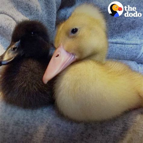Rescued Duck Sisters Have Their Own Little House | These ducks won’t go ...