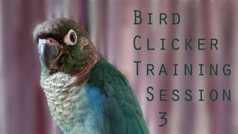 Bird Clicker Training Green Cheek Conure Session 3 YouTube