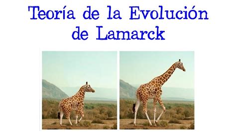 🦒 Teoría De La Evolución De Lamarck Lamarckismo Transformismo 🦒