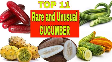 Top 11 Rare And Unusual Cucumber History Origin Youtube