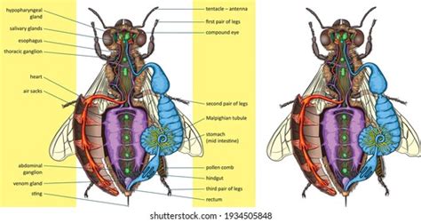 Insect Anatomy Photos and Images & Pictures | Shutterstock