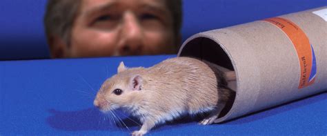 Richard Gere And His Bum Gerbil Cultural History Of Richard Geres