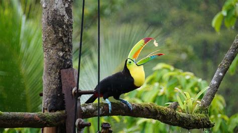 Tukan Im Regenwald Von Costa Rica Foto And Bild Natur Tiere Vögel