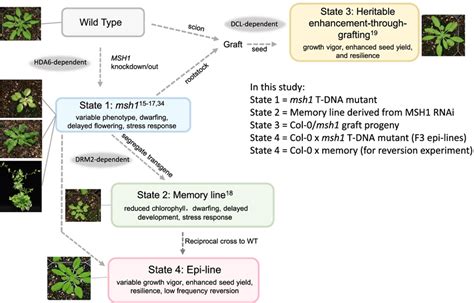 The Msh1 System Is Composed Of Four Msh1 Derived Epigenetic States In