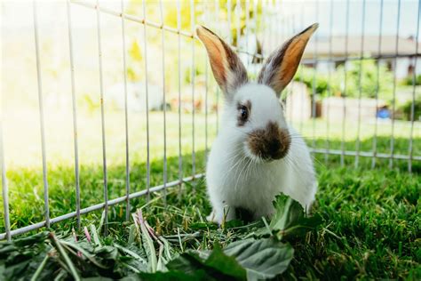 Comment aménager l espace de son lapin Housekeeping Magazine