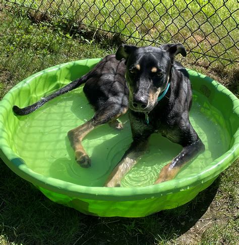 Ginger Grammy Rose Dog Rescue And Sanctuary