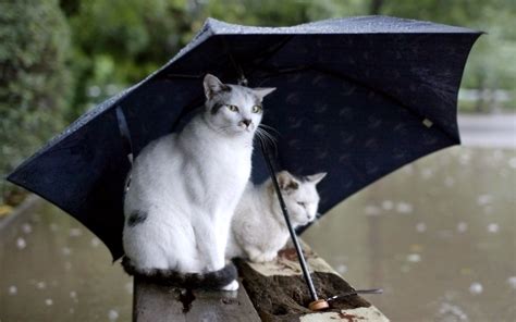 Umbrella Cat In Rain Wallpapers Hd Desktop And Mobile Backgrounds