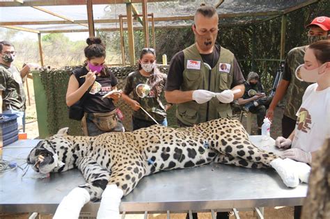 Ong Recebe Mais Uma On A Queimada No Pantanal Para Tratamento Veja