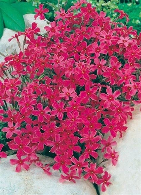 Photo Of The Bloom Of Creeping Phlox Phlox Subulata Red Wing Posted