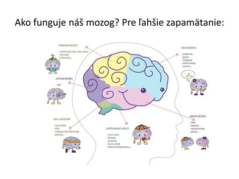 Ppt Where Does Our Brain Drive Kam Smeruj Na E Mozgy