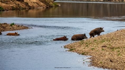 Feral Hog Ecology Coping With Feral Hogs