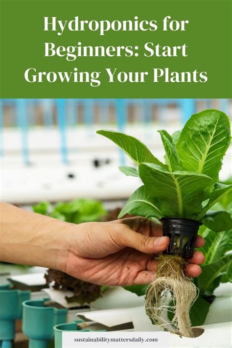 Hydroponics For Beginners Start Growing Your Plants Now