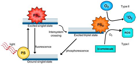 Pharmaceutics Free Full Text Liposome Photosensitizer Formulations