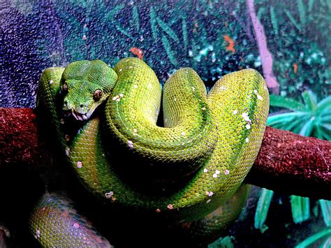 Free Images Green Publicdomain Snake Vertebrate Snakes Python