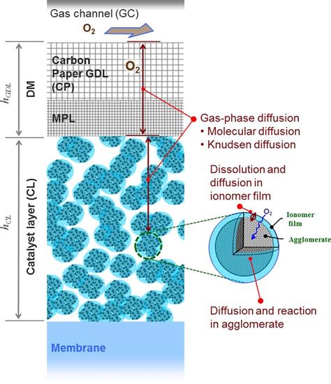 Schematic Of Oxygen Transport Phenomena Into And Through The Cathode