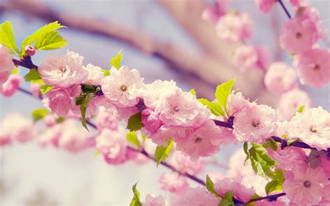 🔥 Download Blossoms In Spring Flower Wallpaper By Adoyle88 Microsoft