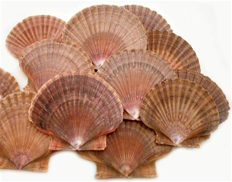 12 Mexican Flat Scallop Shells Seashells Large 3 Crafts Coastal Beach