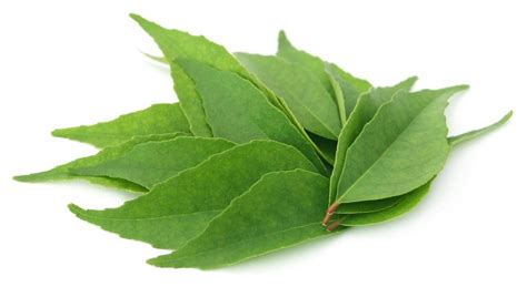 Herb Fresh Curry Leaves Zone Fresh