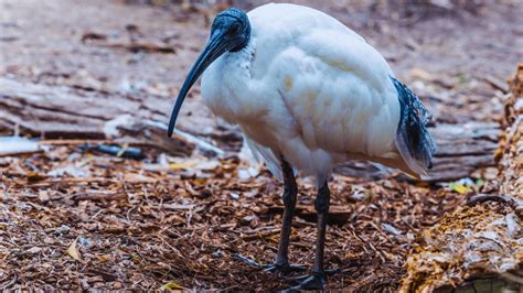 20 Amazing Birds With Long Beaks: Exploring Nature's Curiosities ...