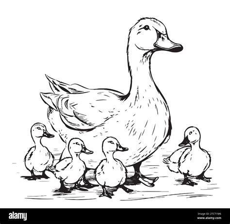 Duck and ducklings hand drawing sketch engraving illustration style ...