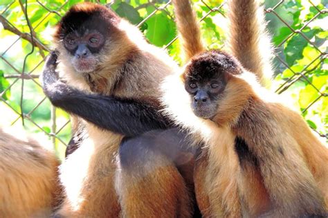 Black-Handed Spider Monkey - Honolulu Zoo Society