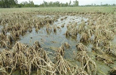 Crops Damage Due To Flood Ref 27 Ref 28 Download Scientific