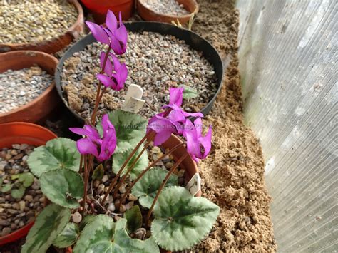 Mark Griffiths Plant Blog: Cyclamen purpurascens