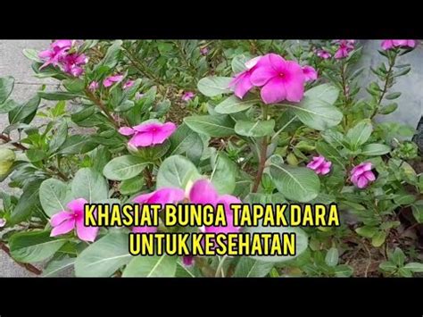 Khasiat Bunga Tapak Dara Obat Herbal Alami Manfaat Tanaman Khas