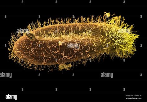 Paramecium Protozoan Coloured Scanning Electron Micrograph Sem Of A Paramecium Sp Ciliate