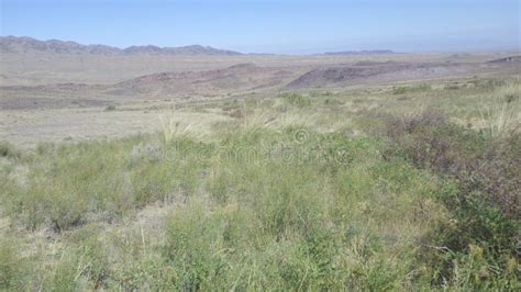 The Grassland is a Big Habitat on Earth Stock Photo - Image of economic ...