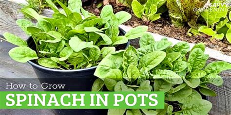 Growing Spinach in Containers: A Seed to Harvest Guide