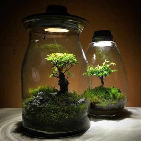 100 Stunning Bonsai Terrarium For Miniature Landscaping In The Jars